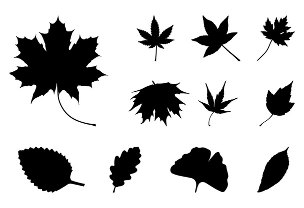 Set von Herbstblatt-Silhouetten, Symbol, Symbol. Vektor-Illustration isoliert auf weißem Hintergrund. - Vektor, Bild