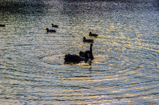 Watervogels vogels - Foto, afbeelding