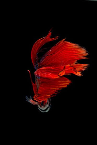 Κόκκινο siamese μάχη ψάρι απομονώνονται σε μαύρο φόντο. Καλύτερος ψάρι - Φωτογραφία, εικόνα
