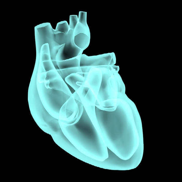 Vías eléctricas del corazón
 - Vector, imagen
