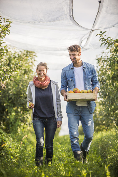 Young couple picking organic Apples into the Orchard. - Фото, изображение