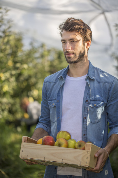 Young man picking organic Apples into the Orchard. - Φωτογραφία, εικόνα