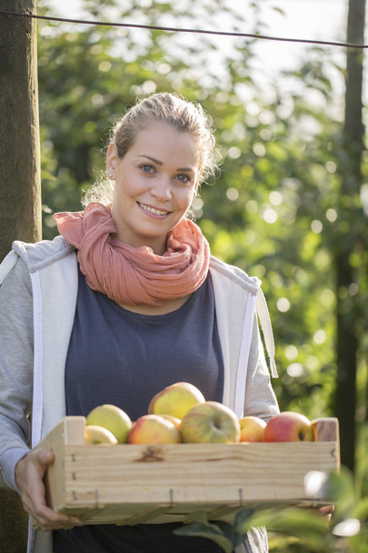 Молодая женщина собирает органические яблоки в саду
. - Фото, изображение