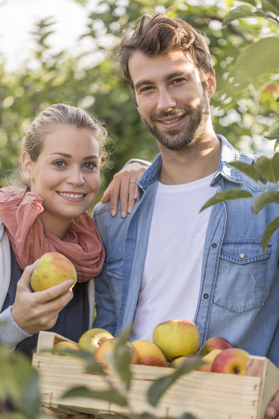 Young couple picking organic Apples into the Orchard. - Foto, imagen