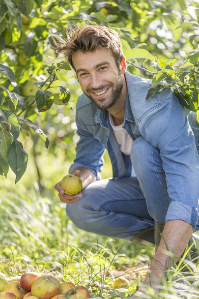 Young man picking organic Apples into the Orchard. - 写真・画像