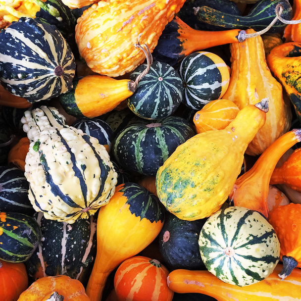 Gourds of different shapes and colors - Photo, Image