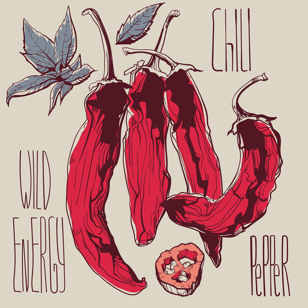 Vegetables - spicy chili peppers - Hand drawn stylish illustration with red vegetable - Vector, Image