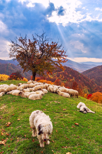 Les chiens gardent les moutons sur le pâturage de montagne
 - Photo, image