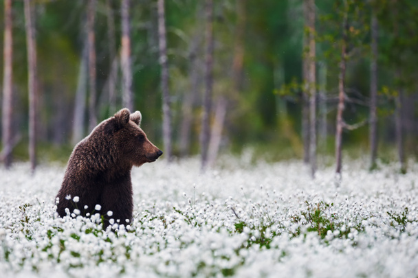 Ruskea karhu välillä puuvilla ruoho
 - Valokuva, kuva
