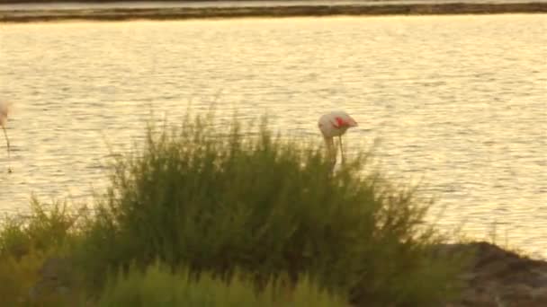 Flamingi w jeziorze w piękne letnie zachody słońca - Materiał filmowy, wideo