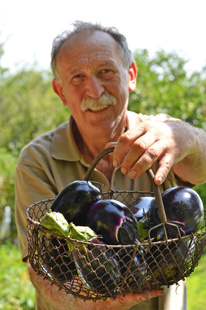Farmer holding eggplant basket - Zdjęcie, obraz