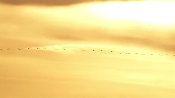 Fenicotteri che volano attraverso il cielo del tramonto in formazione linea retta
 - Filmati, video