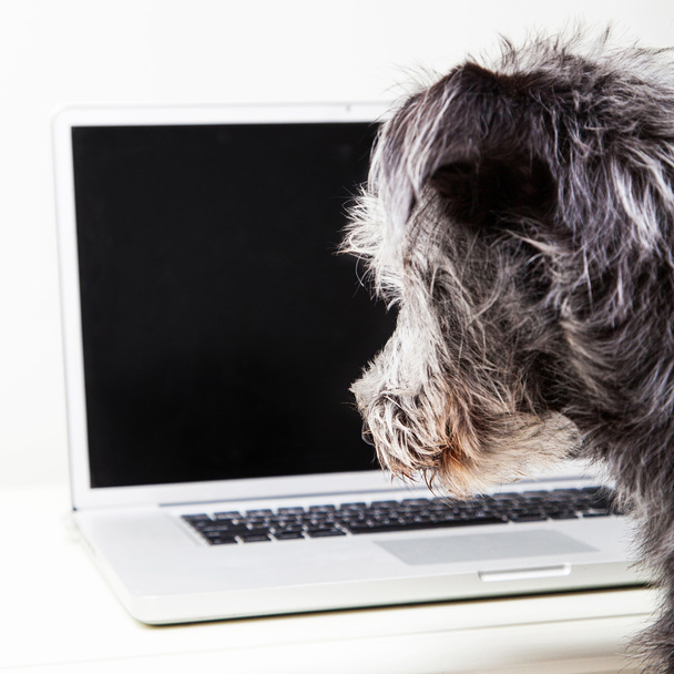 Scruffy terrier perro mirando a la computadora portátil
 - Foto, imagen