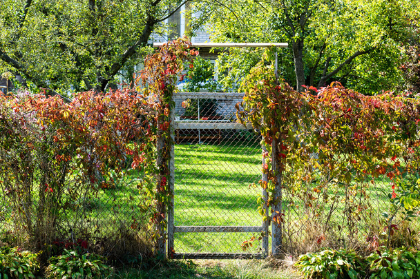 Çalılar ile büyümüş bir küçük kapı ile metal mesh çit - Fotoğraf, Görsel