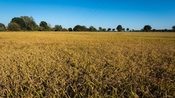 Rice field panorama - Valokuva, kuva