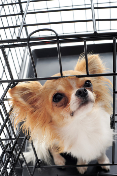 Chihuahua in kennel - Φωτογραφία, εικόνα