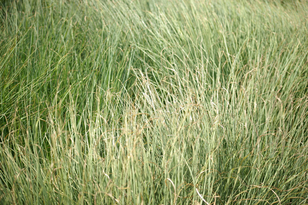 Sweet grass in de wind - Foto, afbeelding