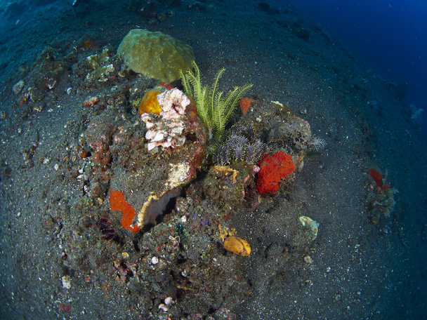 recifes de coral - Foto, Imagem
