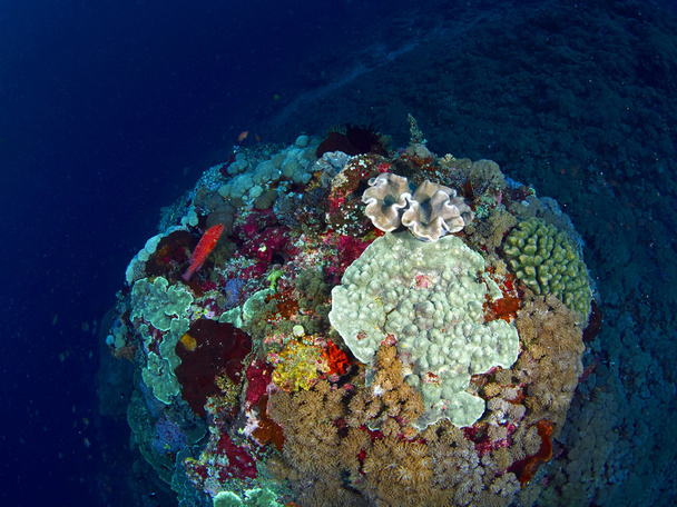 サンゴ礁 - 写真・画像
