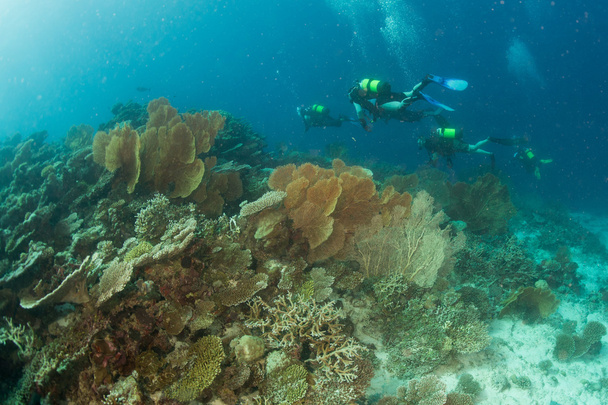 Maldivas casa de corales para peces
 - Foto, Imagen