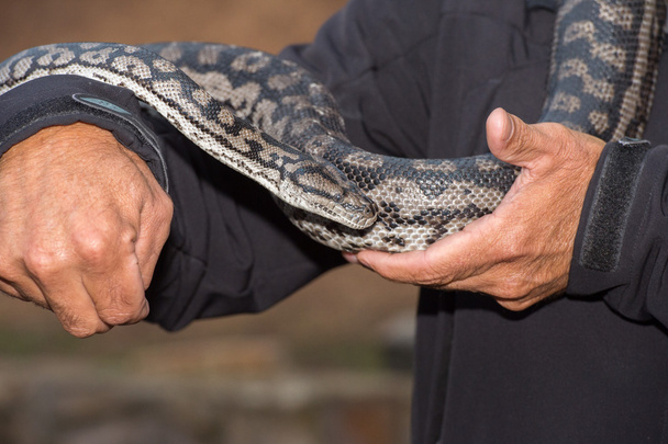 Python serpiente retrato colgando del hombre
 - Foto, Imagen