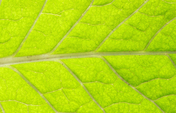 Leaf texture - Foto, Imagen