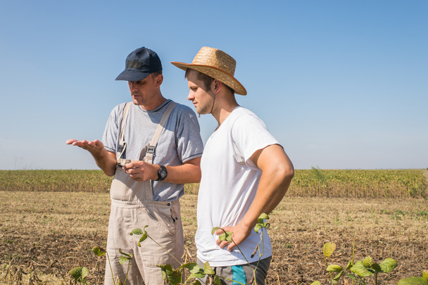 Farmers in soybean fields - Photo, Image
