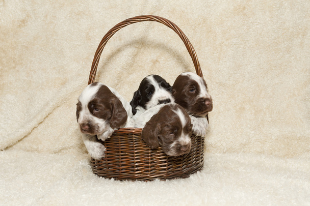 2 つの子犬の茶色イングリッシュコッカースパニエル - 写真・画像