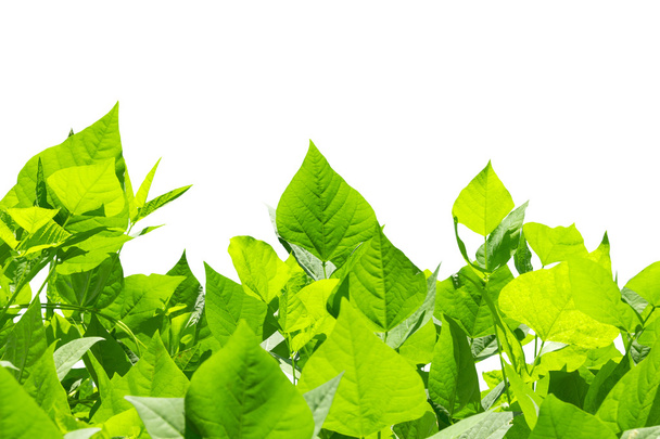 hojas verdes de frijol alado
 - Foto, Imagen