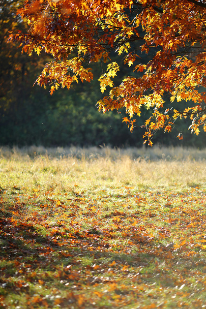 Ahornzweig mit goldenen Blättern - Foto, Bild