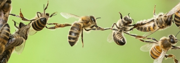 Bienenkette - Foto, Bild