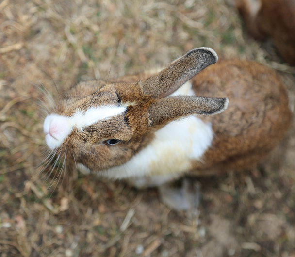 кролик с длинными ушами и блестящим пальто
 - Фото, изображение