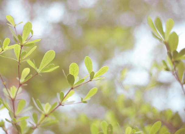 vintage filter: Green leaves with blur bokeh background - 写真・画像