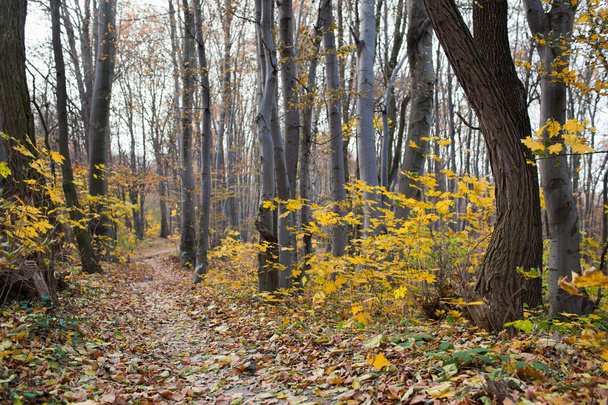 The autumn path - Фото, изображение