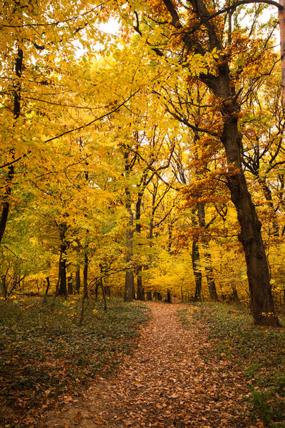 Bosque de otoño
 - Foto, Imagen