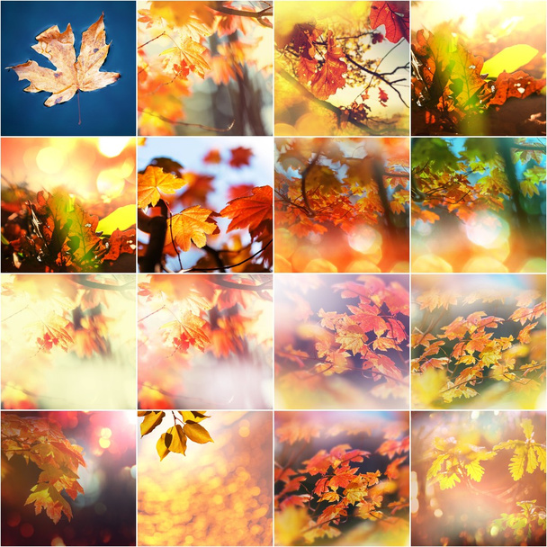 Hojas coloridas de otoño
 - Foto, Imagen