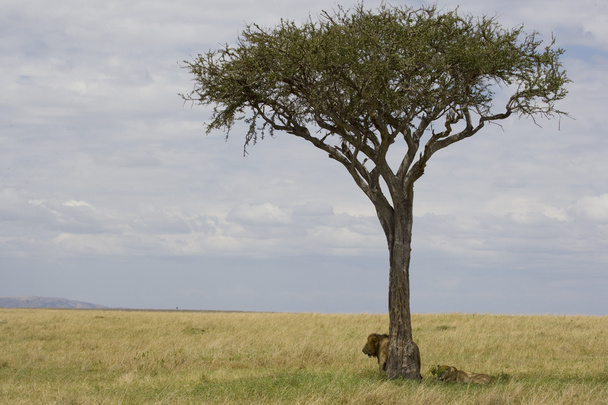 Leão macho e leoa após a procriação na Masai Mara
 - Foto, Imagem