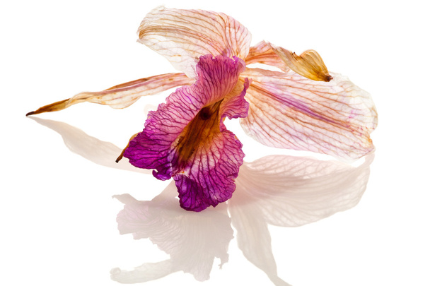 Dried Orchid - Photo, Image