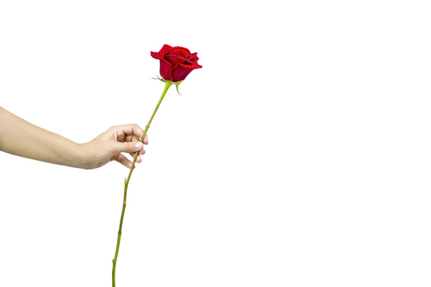 Offering a red rose - Fotoğraf, Görsel