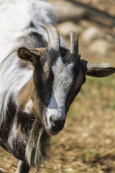 goat in the farm - Fotoğraf, Görsel