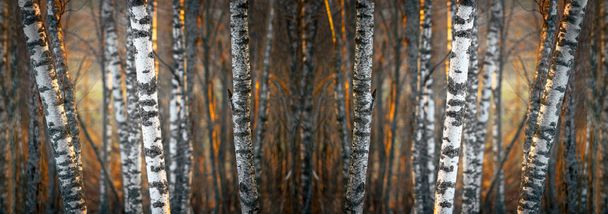 Huş ağacı orman - Fotoğraf, Görsel