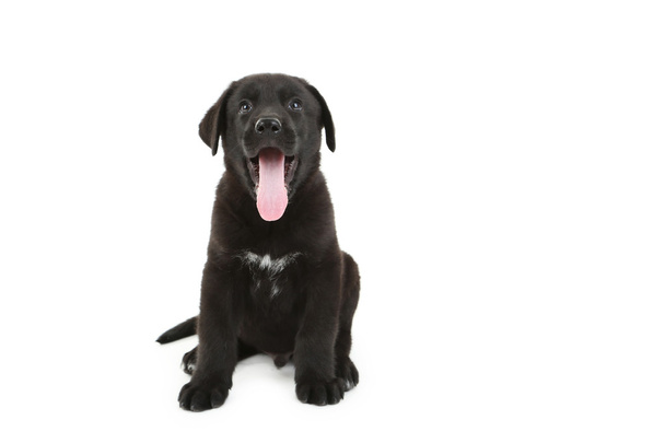 Beautiful black labrador puppy - Photo, Image