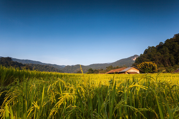 Рисовое поле - Фото, изображение