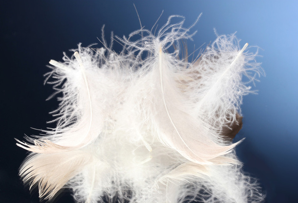 Beautiful feathers on blue background - Фото, изображение