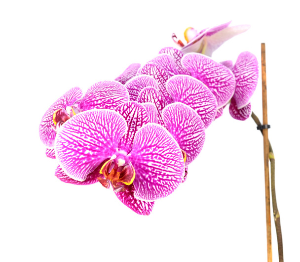 Orchidea virágok elszigetelt fehér részlete - Fotó, kép