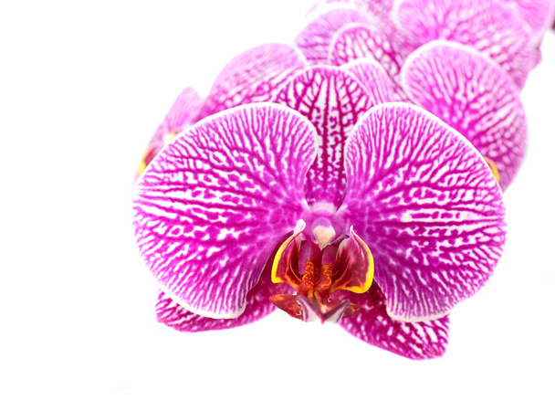 Nahaufnahme von Orchideenblüten isoliert auf weiß - Foto, Bild