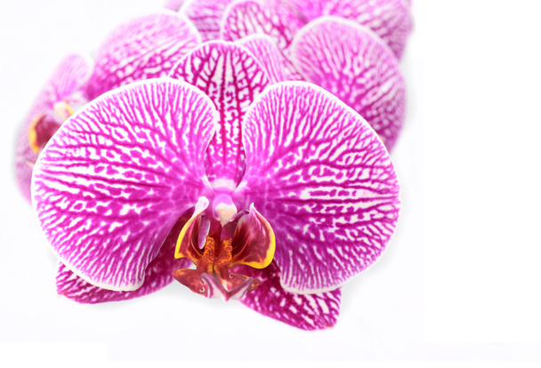 Close-up of Orchid Flowers  Isolated on White - Photo, Image