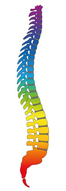 Ruggengraat regenboog gekleurde rug - Vector, afbeelding