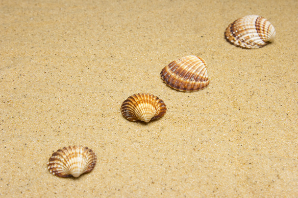 Shells - Foto, Imagen