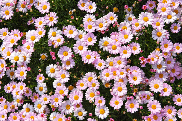 campo de flores - Foto, imagen